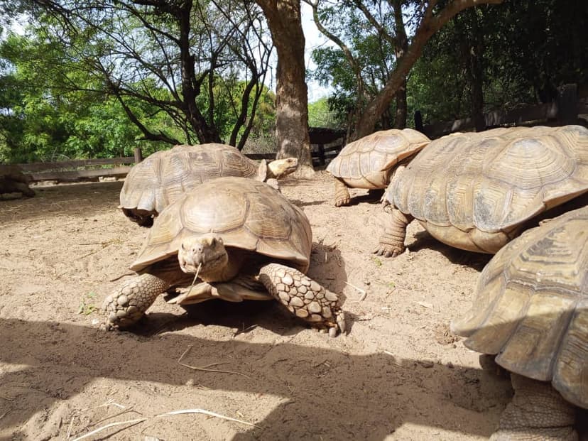Pink Lake and Turtle Village with Lunch — photo 18