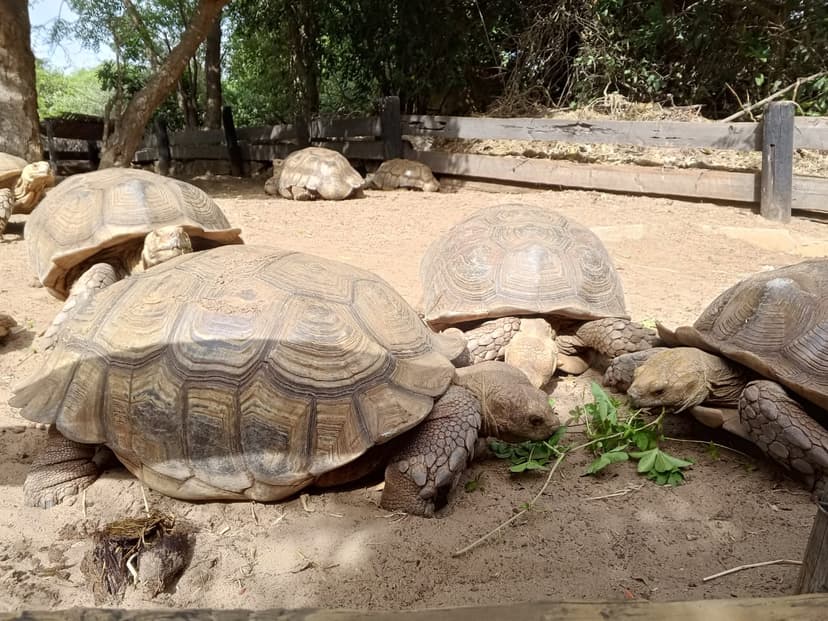 Pink Lake and Turtle Village with Lunch — photo 19