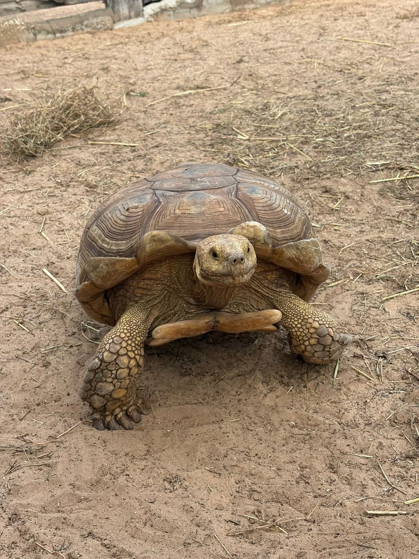 Pink Lake and Turtle Village with Lunch — photo 20